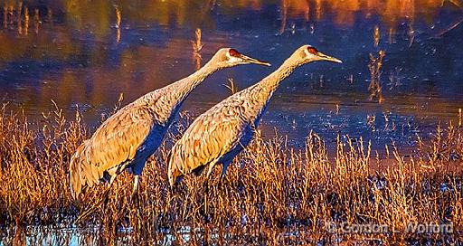 Craning Their Necks_73806v2.jpg - Sandhill Cranes (Grus canadensis) photographed in the Bosque del Apache National Wildlife Refuge near San Antonio, New Mexico, USA.